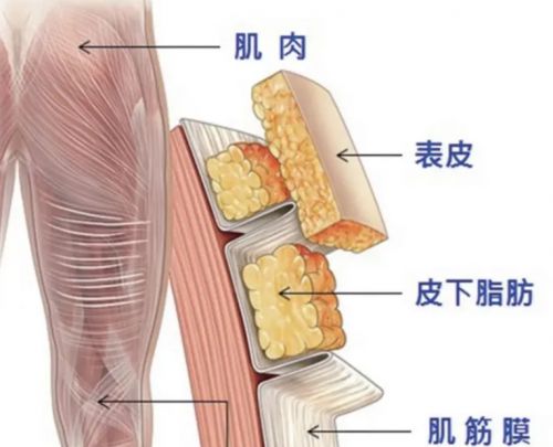 筋膜槍精品排行榜新鮮出爐，深度解析熱門品牌選購指南